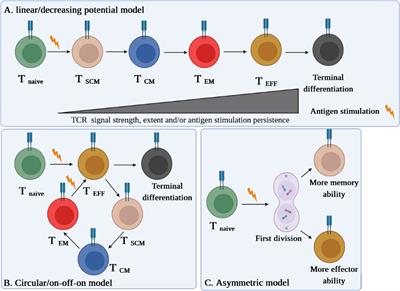 T memory stem cell characteristics in autoimmune diseases and their promising therapeutic values